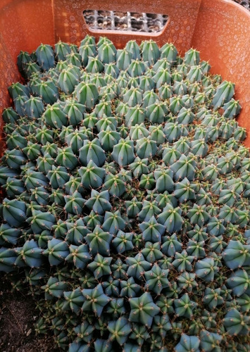 Myrtillocactus Geometrizans 250 Semillas Garambullo + Regalo