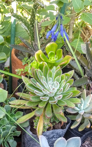 Echeveria Coccinea - Setosa / Suculenta Maceta Cultivo N°12