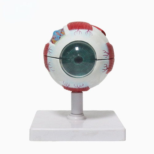 Imagem 1 de 8 de Anatomia Do Olho Humano Globo Ocular Modelo 6 Vezes