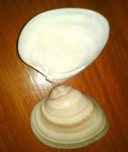 Conchas Mar,conchas,12 Pzas,envió Incluido,baútizo,recuerdos (Usado)