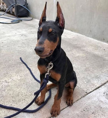 Cachorros Doberman Perrito Doverman Puppy Dobermen