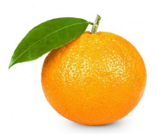 10 Semillas De Naranja Orgánica Premium Frutal