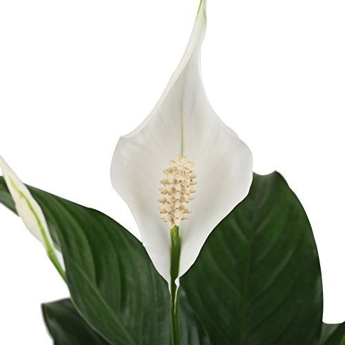 Costa Granjas Spathiphyllum Lirio De Paz Planta Viva De Inte