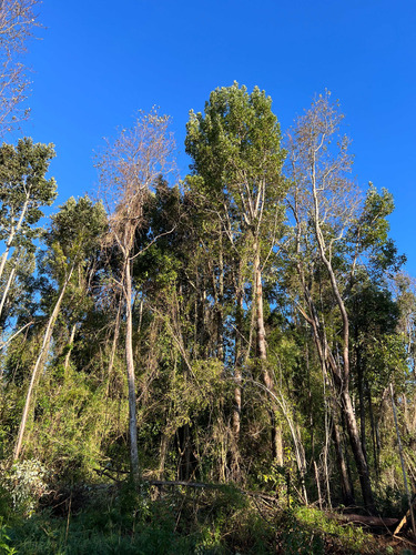 Loteo Don Jaime / Región De Los Lagos (67191)