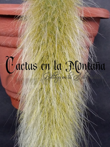 Cactus Cola De Mono 40cm - Hildewintera Flor Mamey N