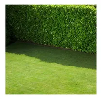 Comprar Limón Swinglea De Cerca Viva X 25 Gr - 750 Semillas Y A