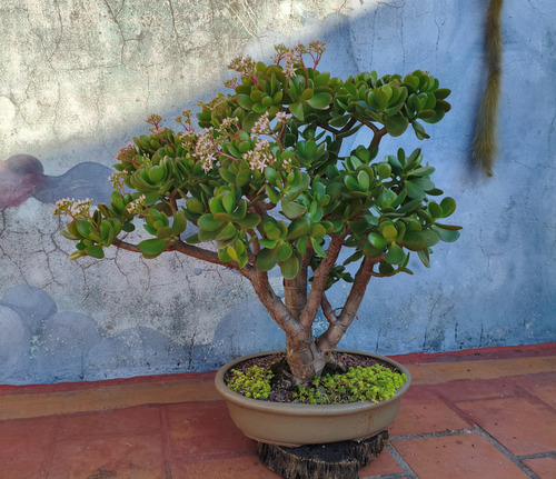 Bonsai Árbol De Jade