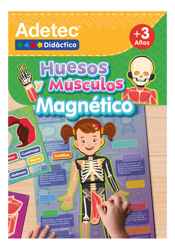 Láminas Magnéticas Huesos Y Músculos 