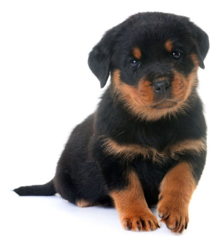 Cachorro Rottweiler Hermoso Perro Cachorro Medellin Dog