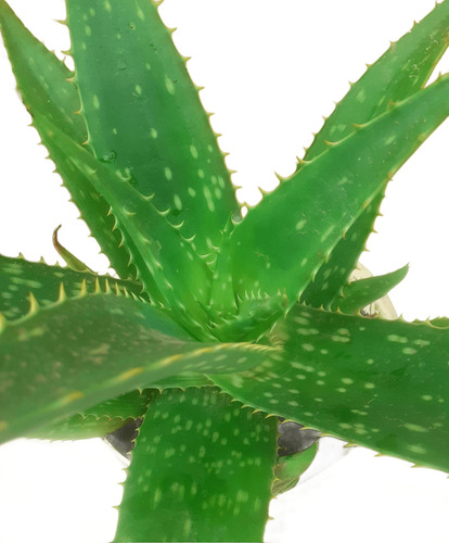 Aloe Vera- Saponaria- Sábila. Medicinal . Orgánica.