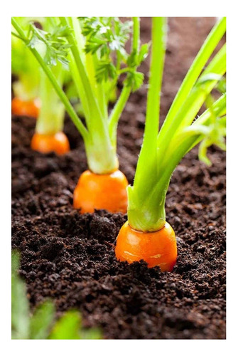 200 Semillas Zanahorias Apto Hidroponia/huerto