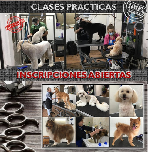 Curso De Peluquería Canina Inicial - Jul-set 2021