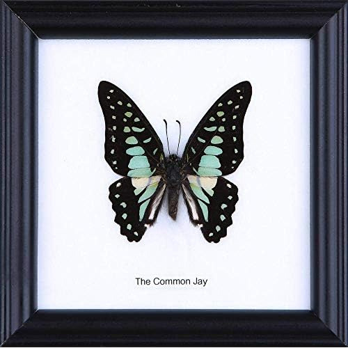 La Mariposa Jay Común (graphium Doson) | Hermosa Decor...