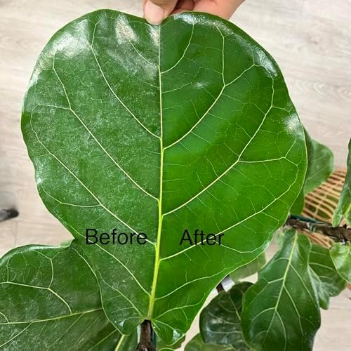 Jungle Rain Clean Leaf - Limpiador De Follaje Natural Con Ac