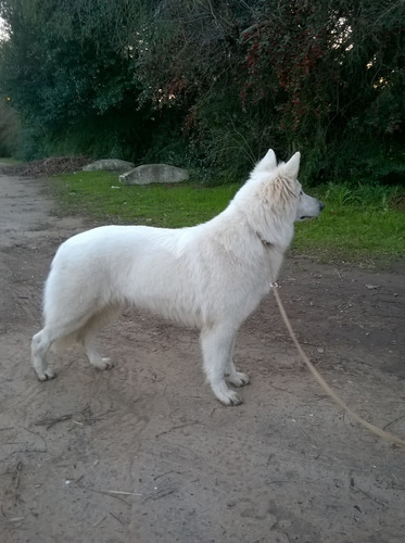 Cachorro Pastor Blanco Suizo Fca