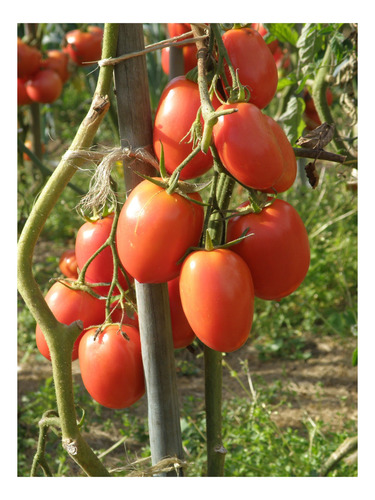 Tomate Perita Roma Semillas (2500)