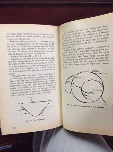 Imagen 6 de 6 de Fotosintesis - Explicacion Del Mecanismo - Ciencia - Asimov