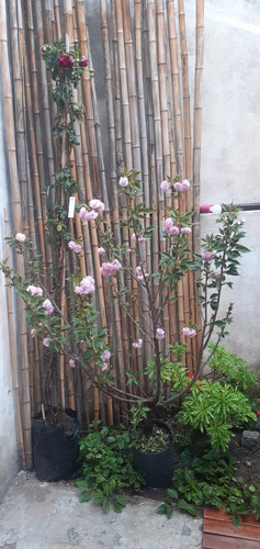 Imagen 6 de 10 de Prunus Sakura Cerezo Japonés, Cerezo De Flor Arbustivo 30lts
