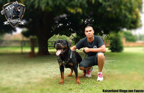 Filhotes De Rottweiler - Linhagem De Campeões