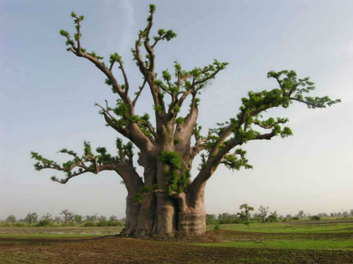 Baoba Adansonia Digitata Sementes Frescas Colhidas No Brasil