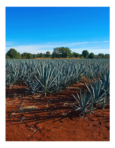 Pack De 2 Licor De Agave Llano Escondido Azul 1 L