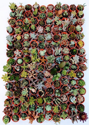 Suculentas Mix 10 Pzas De 2 Pulgadas