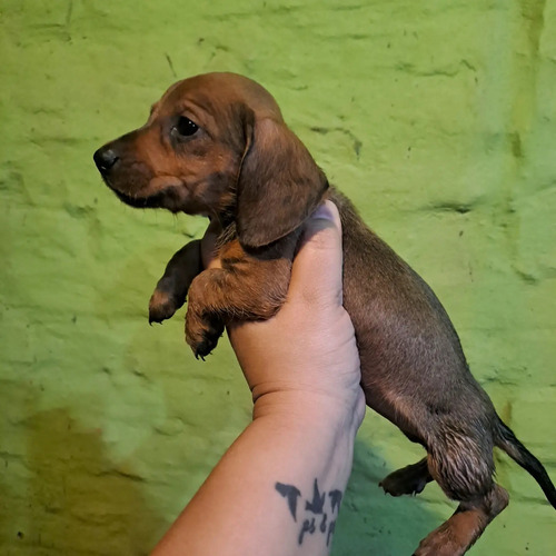 Cachorro Salchicha Super Mini 