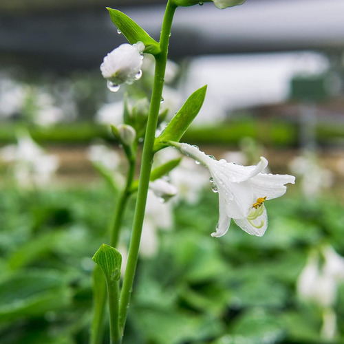 Plantas Perfectas Halcyon Hosta Arbusto 1 Galón | Arbustos V