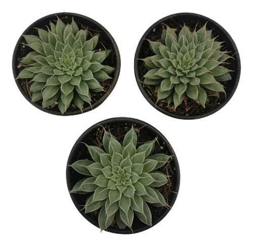 Graptoveria Silver Star Set 3 Pzas