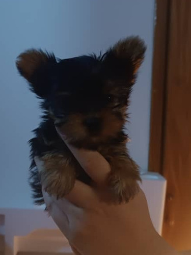 Hembra De Yorkshire Terrier Mini Cachorra 