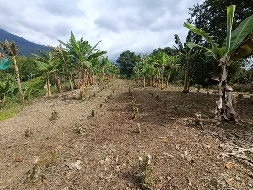 Se Vende Finca Quebradanegra Calarcá Quindío