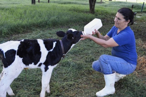 Imagem 4 de 5 de Curso De Auxiliar De Veterinário