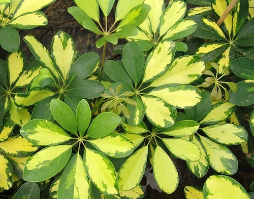 Aralia Variegada Schefflera