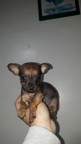 Cachorros Razas De Perros Pincher Mascotas Medellín