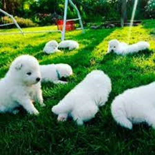 Samoyedos 350 Cada Cachorro Raza Pura