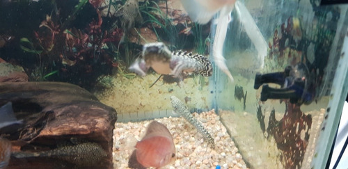 Pez Dragón Polypterus Ornatipinnis 7 Cm