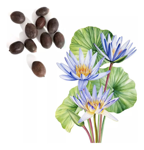 Semillas Flor De Loto Púrpura Alta Germinación 10 Uds.