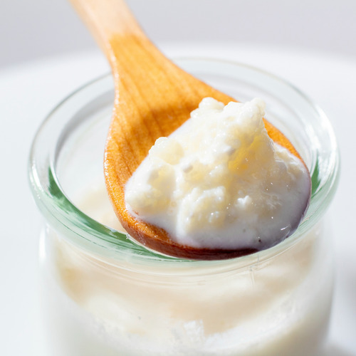 Búlgaros (kéfir) De Agua Y Leche Premium | Probióticos Vivos