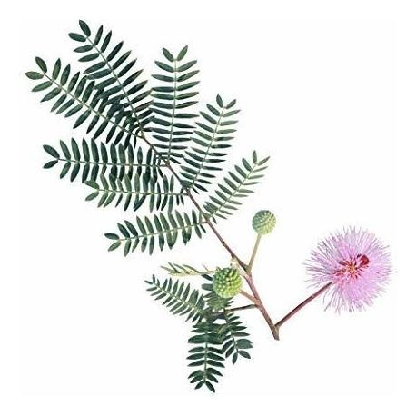 100 Semillas De Plantas Sensibles - Mimosa Púdica, Traslado 