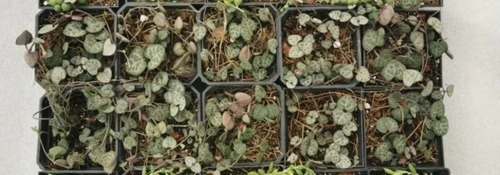 Imagen 3 de 3 de Ceropegia Woodii 30 Pzas Corazones En Un Hilo Dhl