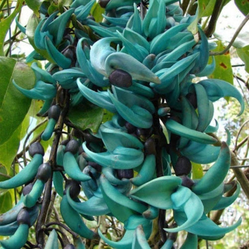 Linda Muda De Flor De Jade Azul Com 1,8 Metros | MercadoLivre Linda Muda De Flor De Jade Azul Com 1,8 Metros | MercadoLivre