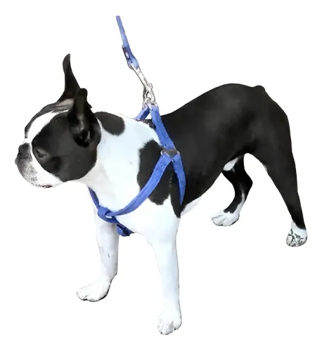 Pretal Ajustable Con Correa Para Perros Chicos Reforzado
