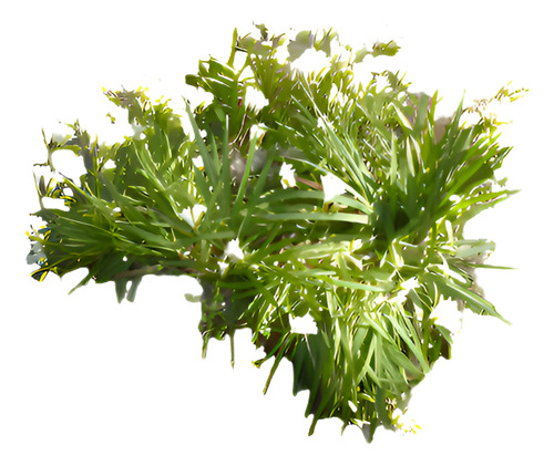 15 Bulbos De Fresia Blanca Muy Perfumadas