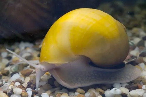 05 Ampulárias Amarelas - Pomacea Bridgesii