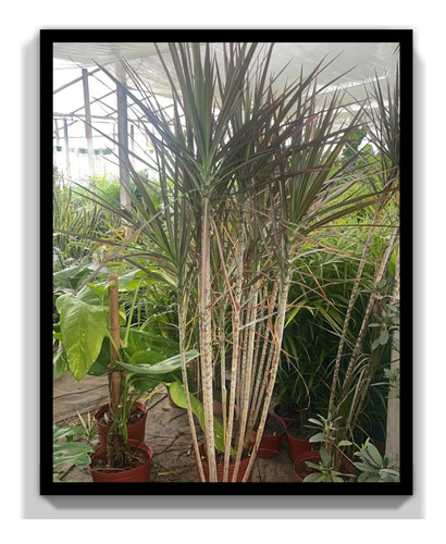Dracena Marginata Tricolor Tamaño Grande