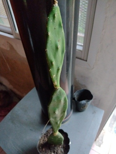 Cactus Opuntia Canterae Syn. Opuntia Elata