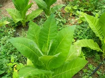 Comprar Oferta Plantin Tabaco Virginia Brown Listo Para Trasplante 