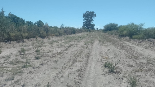 Imagen 9 de 28 de Vendo/permuto Finca Apto Todo Destino (viña, Cultivos Grales Y Ademas Cannabis Medicinal) O Loteo Club De Campo -alto Del Algarrobal-san Rafael -mendoza Sobre Rn 146 Km 376.1