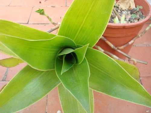 Imagen 2 de 7 de Callisia Fragrans Planta Medicinal Canasta Cesta Cadena