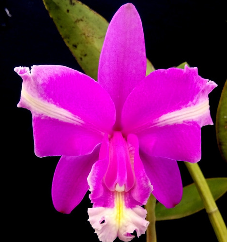 Cattleya Harrisoniana Trilabelo Rubra Malva - Corte Adulto